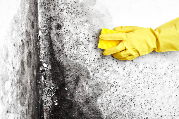 Best Residential Mold Removal  in Thomas, OK