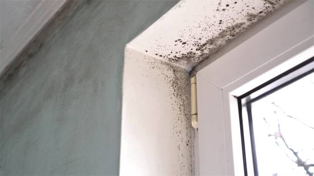 Best Local Mold Removal Service  in Thomas, OK