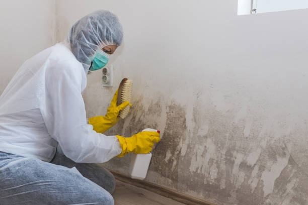 Mold Removal and Inspection in Thomas, OK