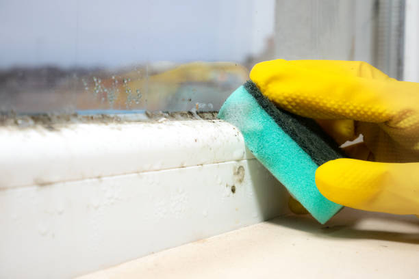 Best Emergency Mold Removal  in Thomas, OK