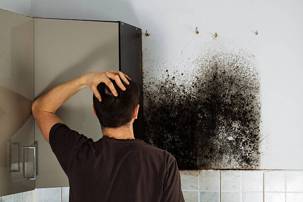 Best Black Mold Removal  in Thomas, OK