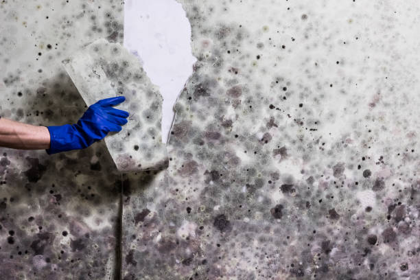 Best Certified Mold Removal  in Thomas, OK
