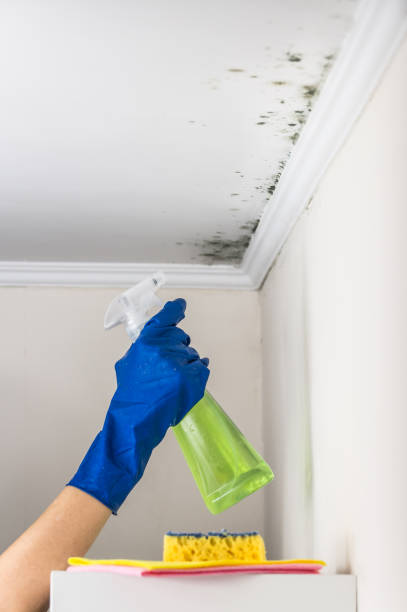 Best Professional Mold Removal  in Thomas, OK