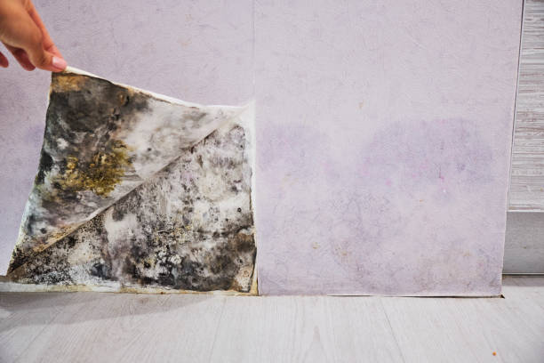 Best Local Mold Removal Service  in Thomas, OK
